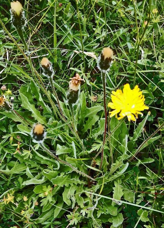 Willemetia stipitata 18