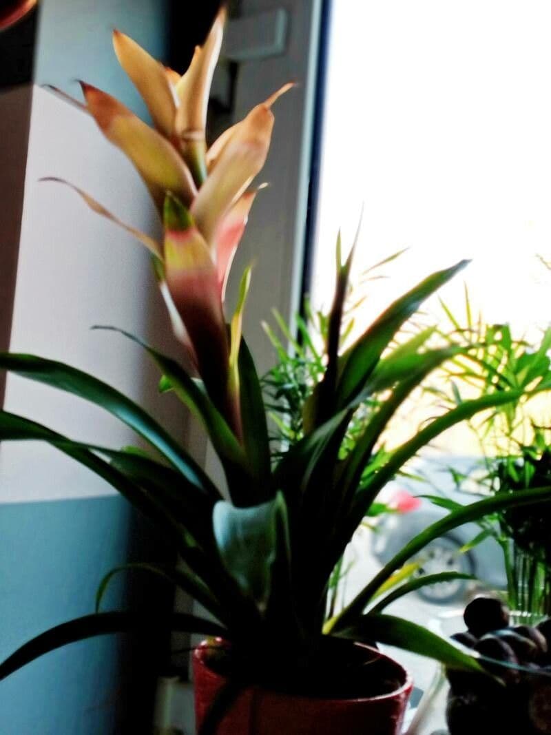 Guzmania monostachia 25