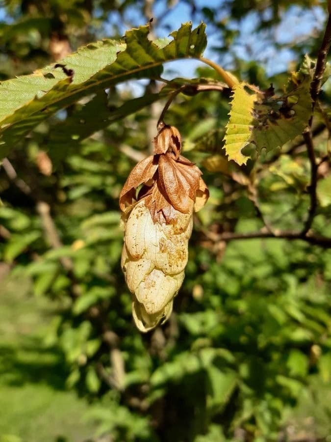 Carpinus japonica 5