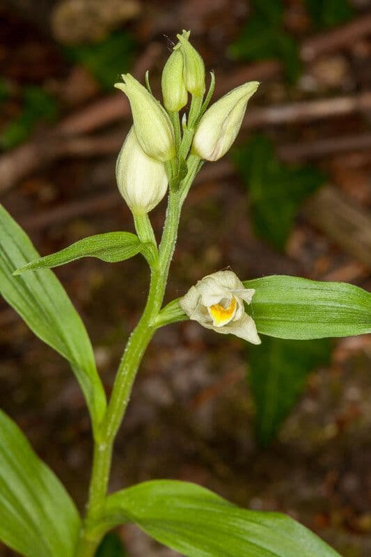 Cefalantera pallida 21