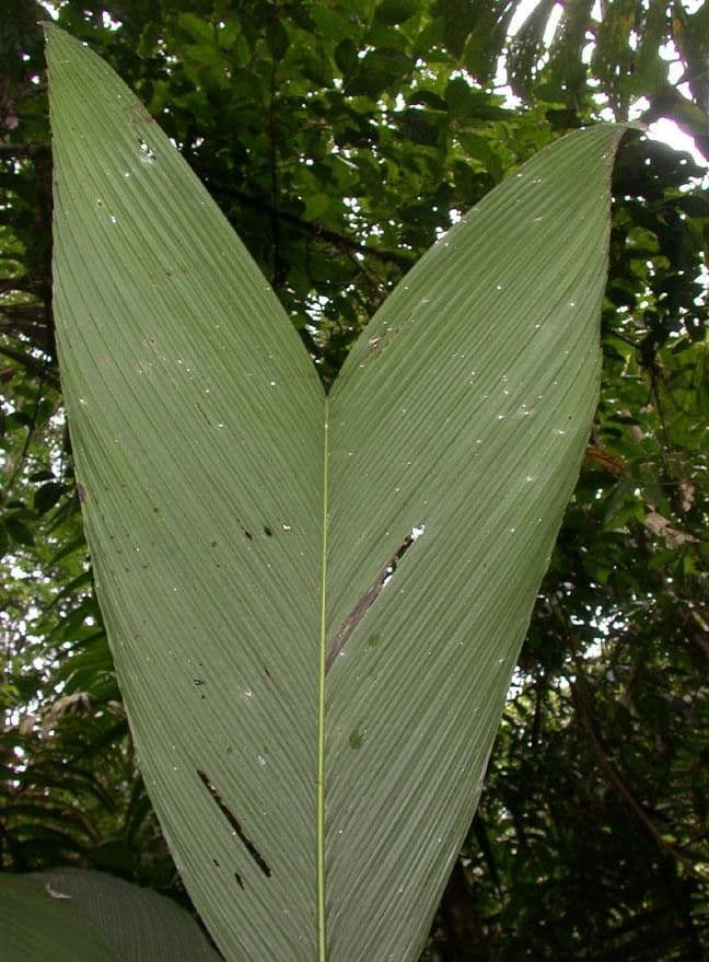 Chamaedorea 10