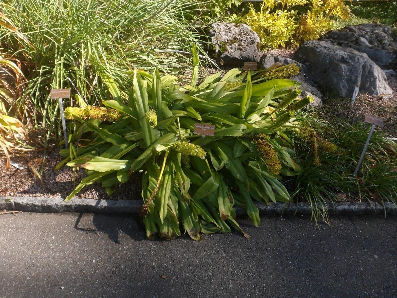 Eucomis 9