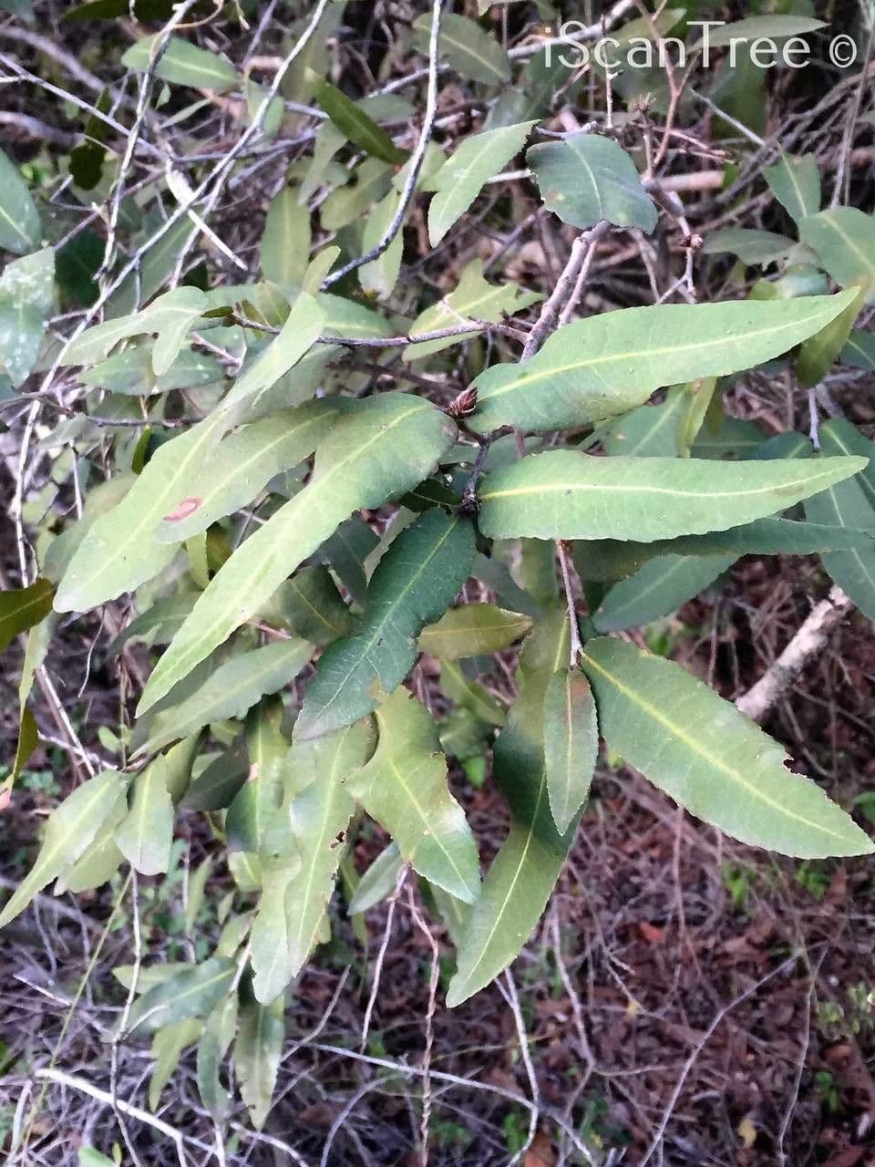 Ochna 6