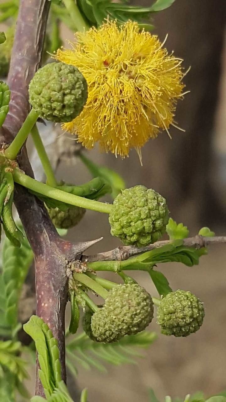 Acacia erioloba 9