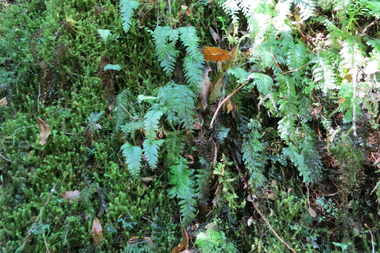 Hymenophyllum