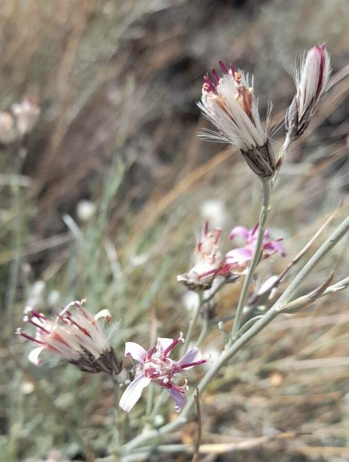 Hyalis 8
