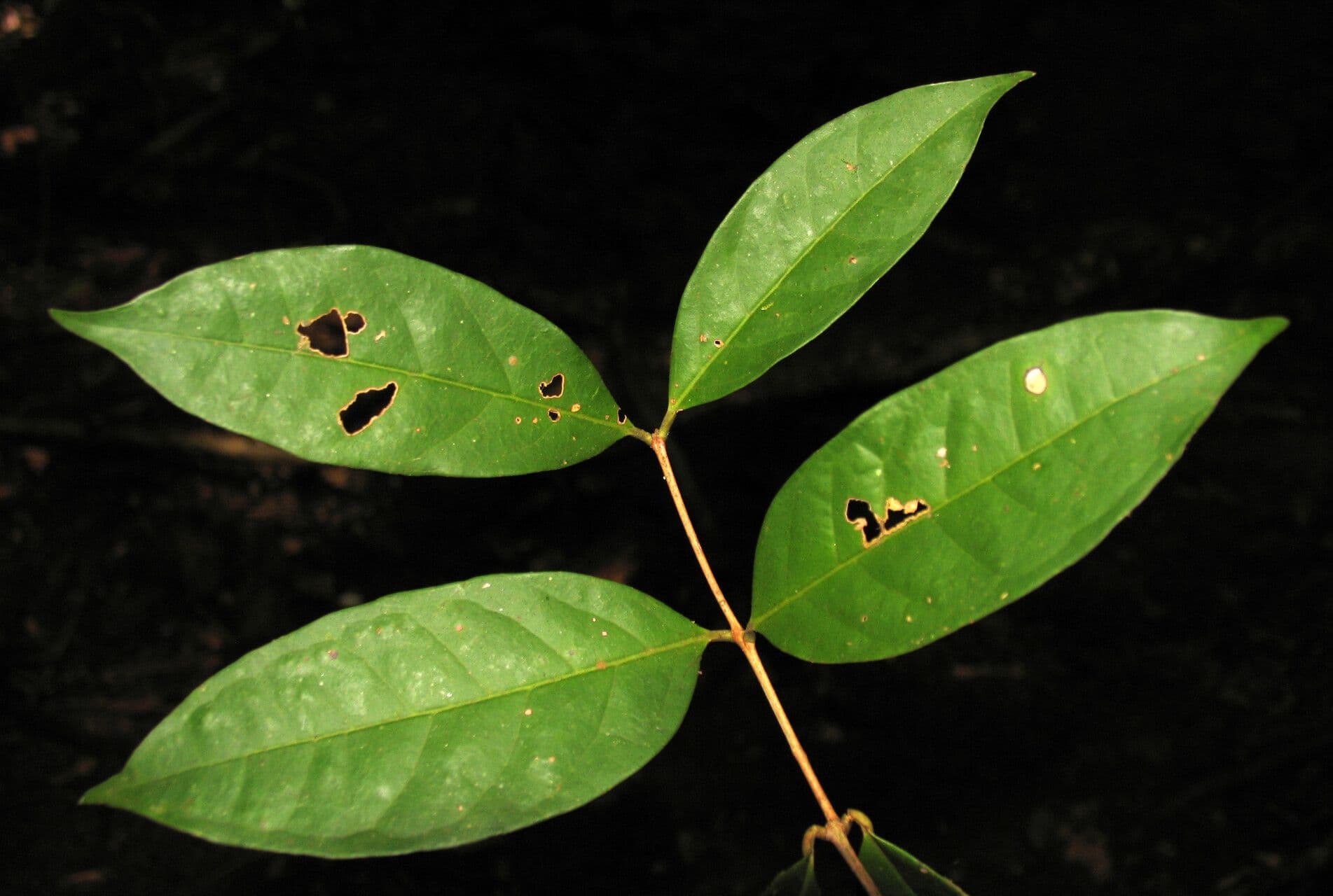Eugenia 6