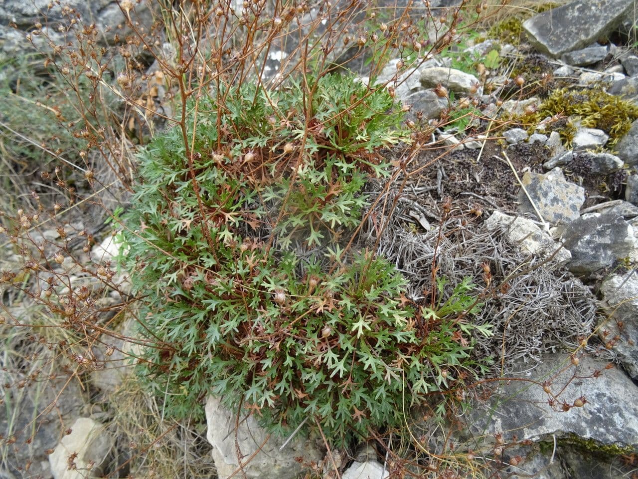 Zerbrechliche Steinbrech 15