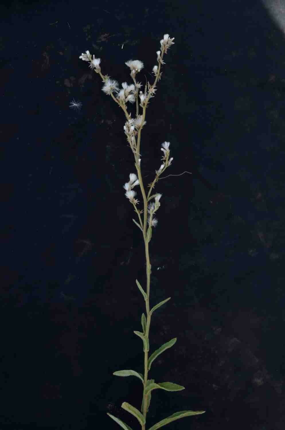 Chrysolaena 13