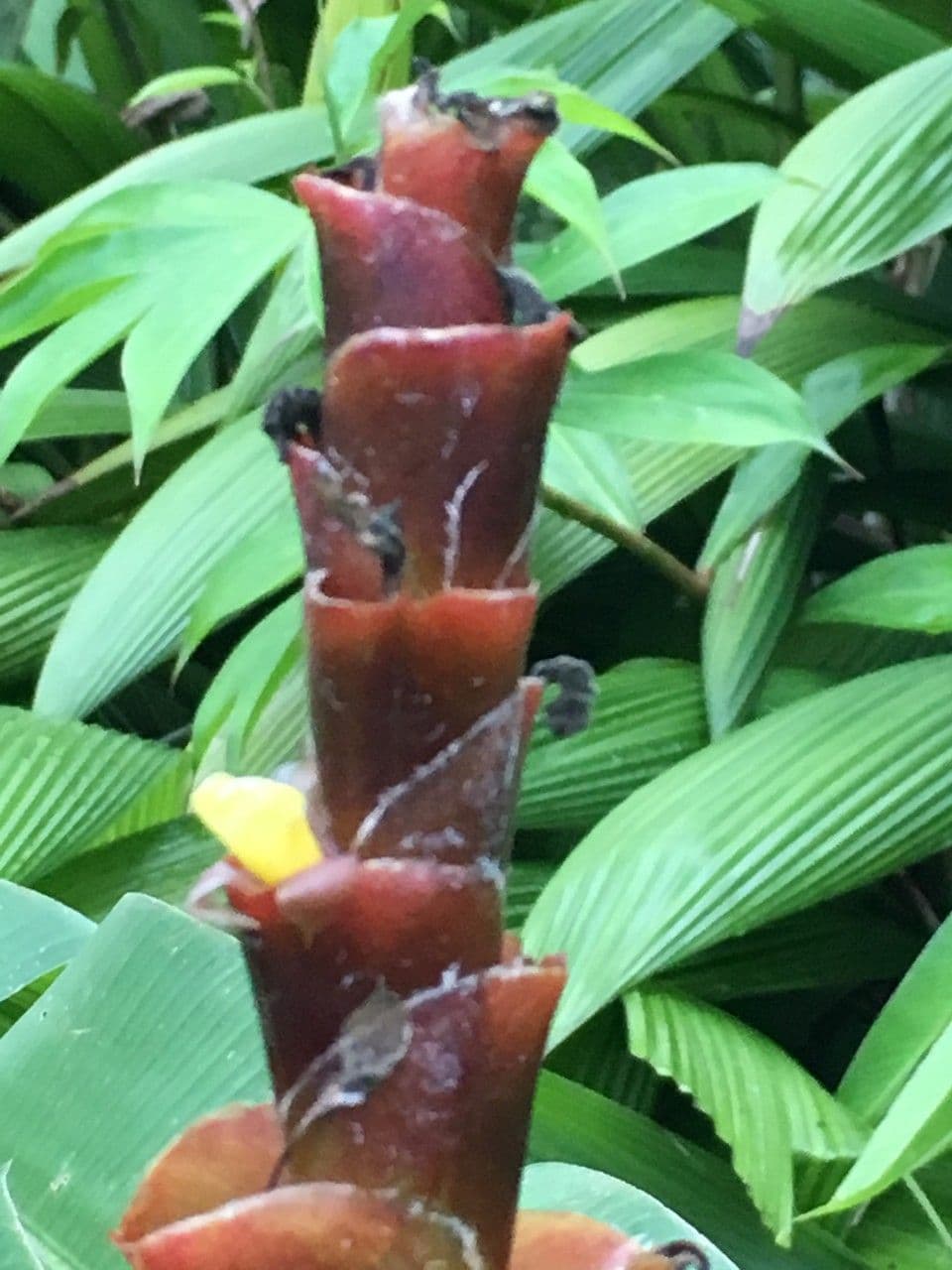 Pampano 14