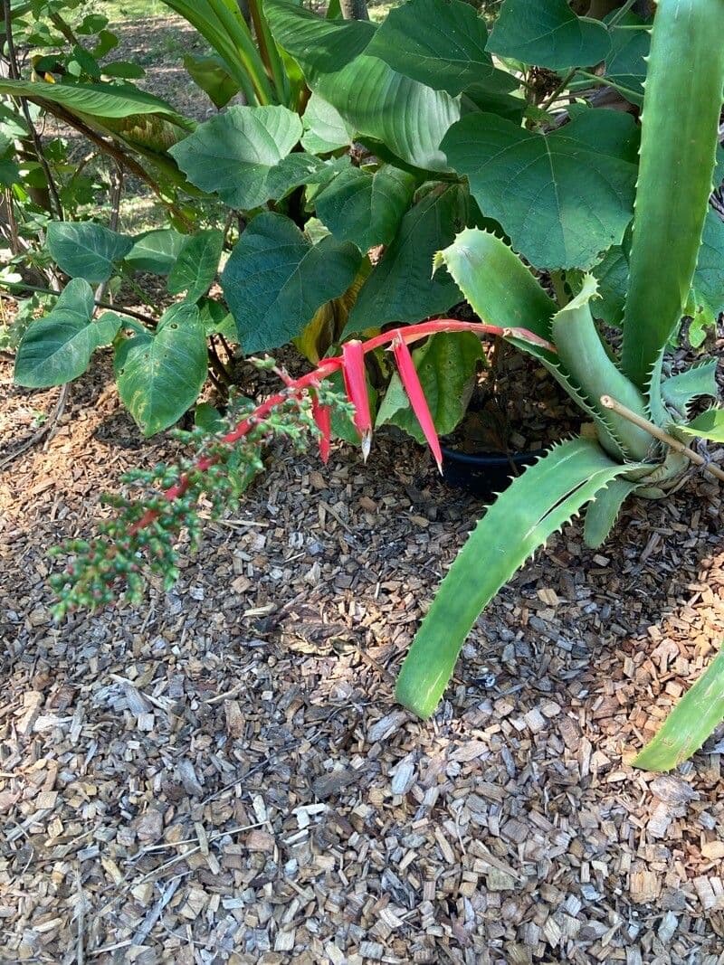 Aechmea 4