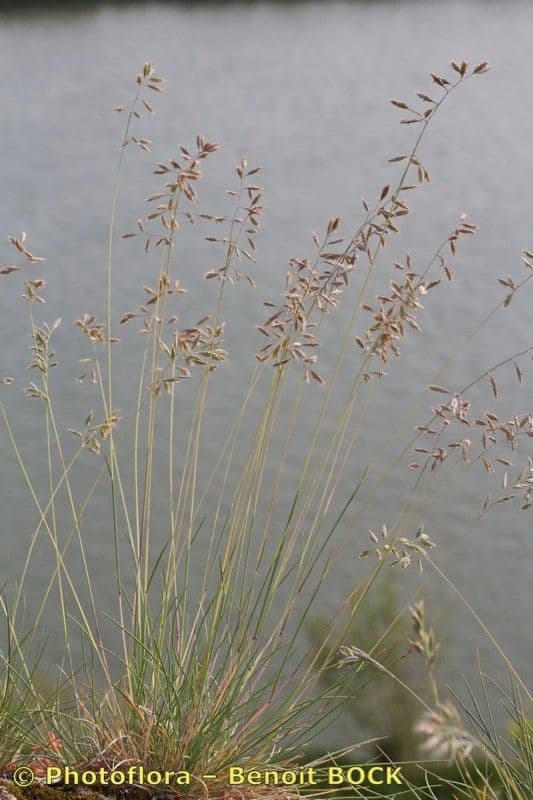 Festuca pallida 9