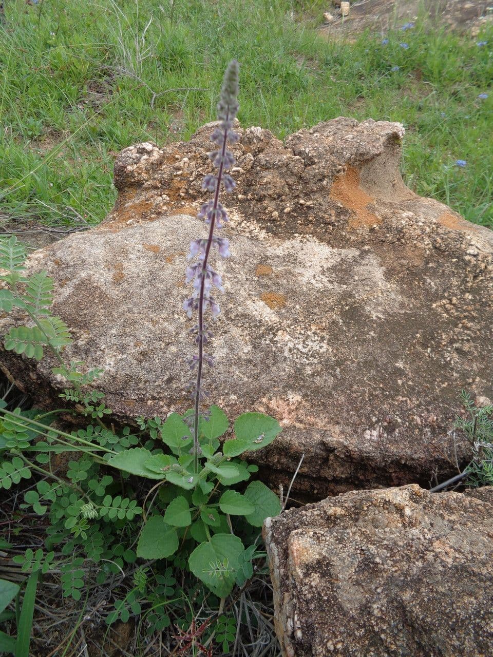 Basilico 10