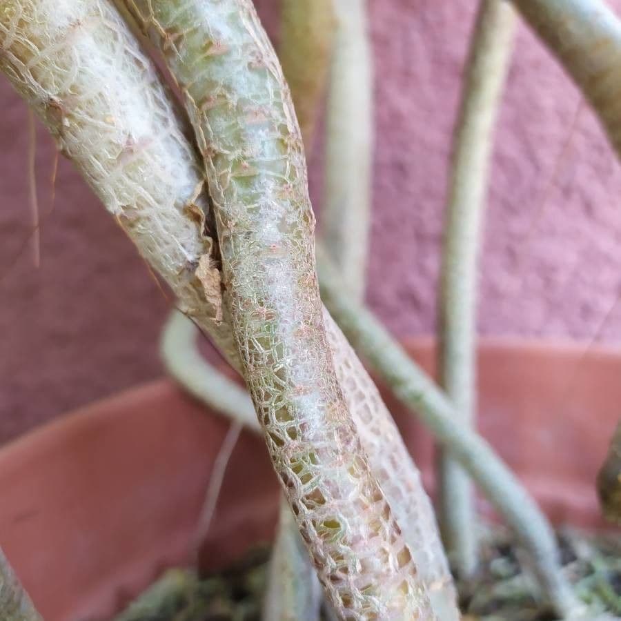 Aeonium 25