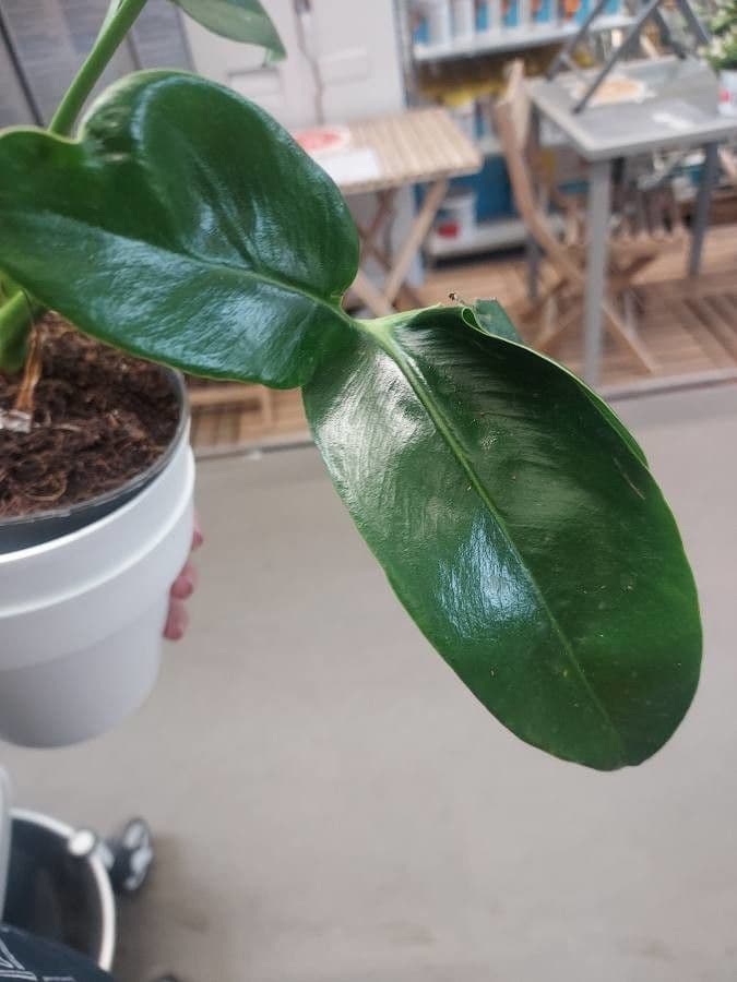 Philodendron
