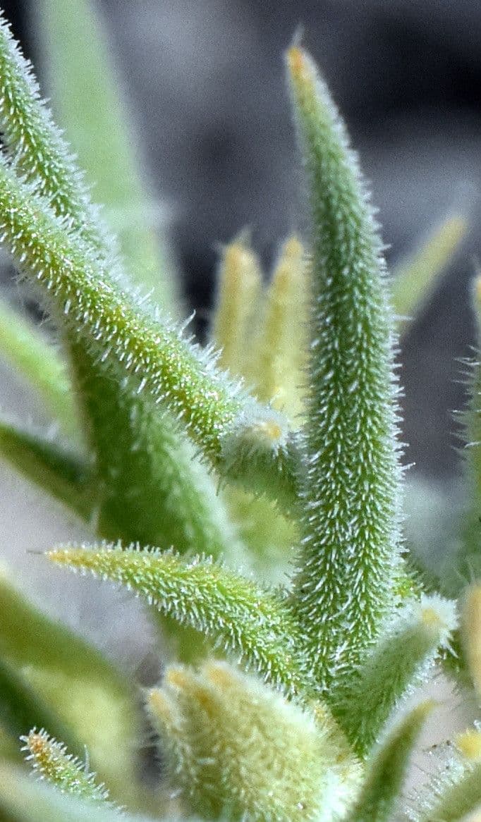 Mentzelia 7