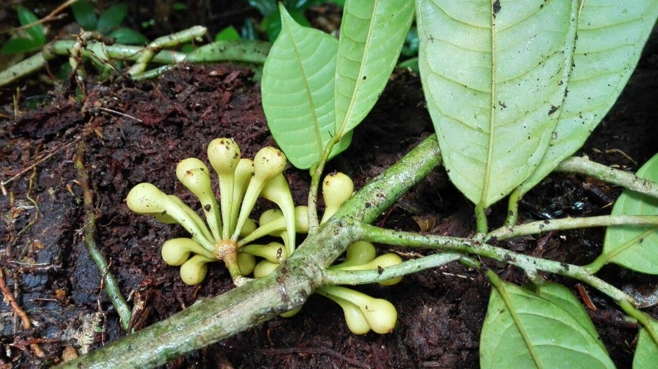 Anaxagorea 5