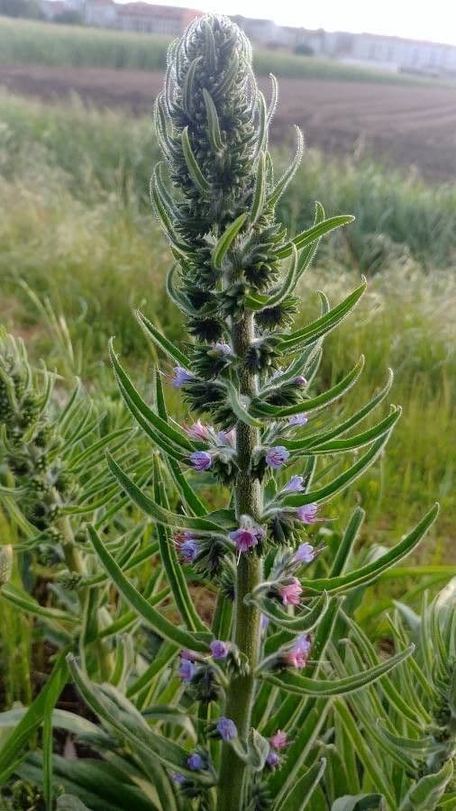 Echium 12