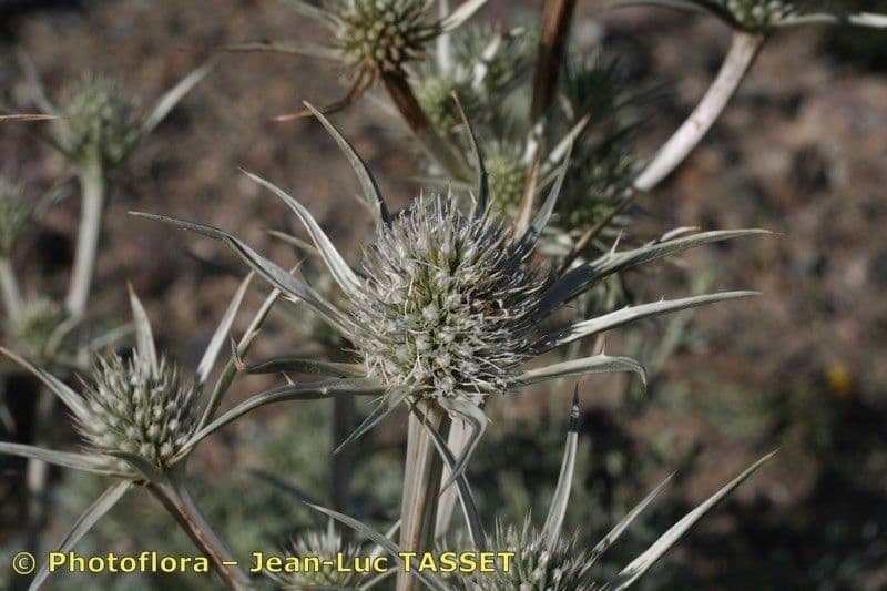 Eryngium glaciale 4