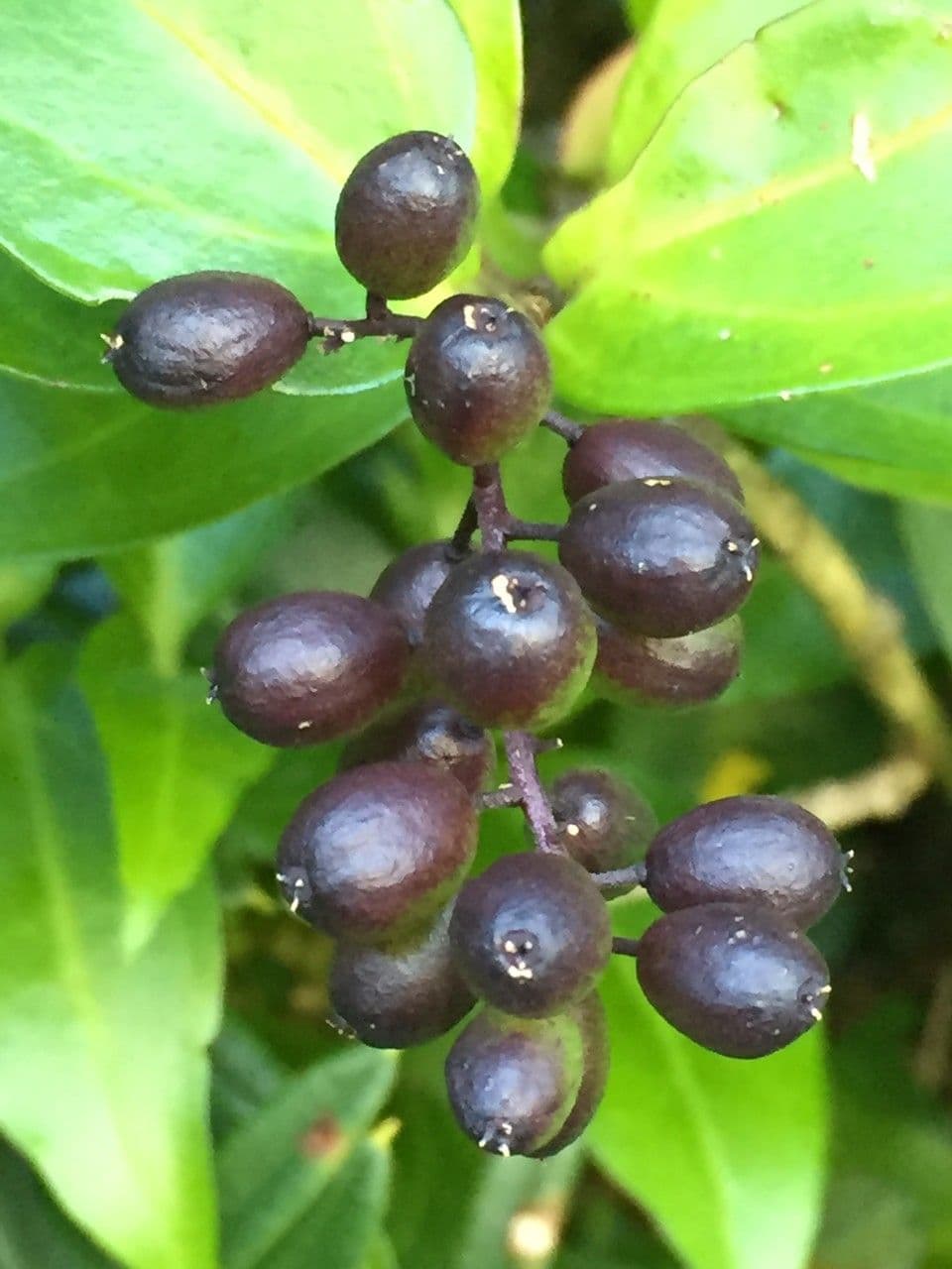 Griselinia 3