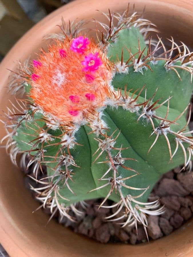 Melocactus nain 7