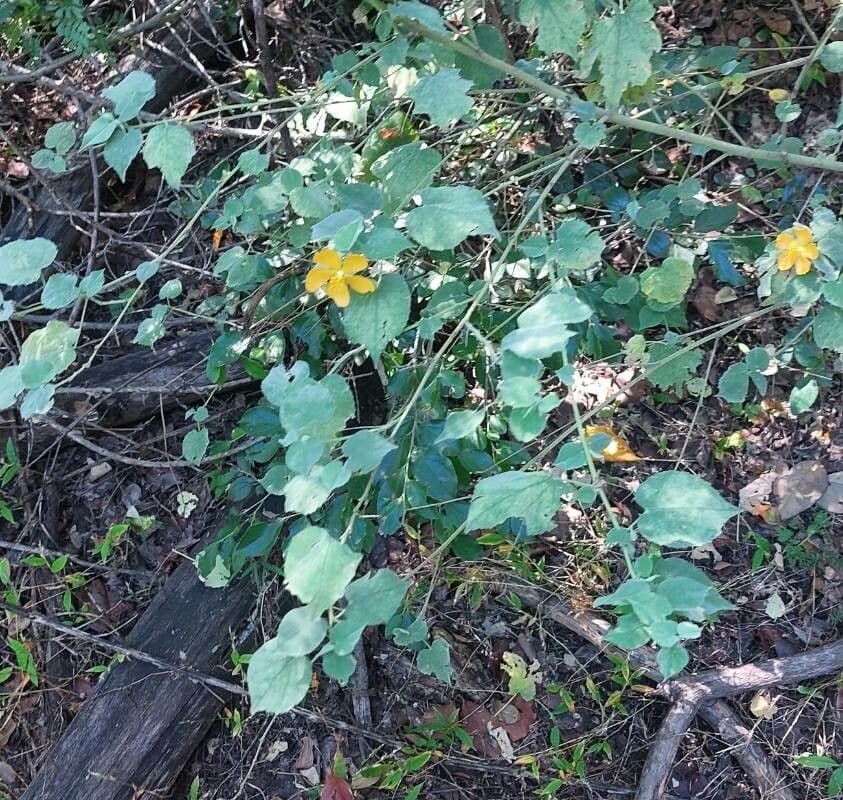 Abutilon 15