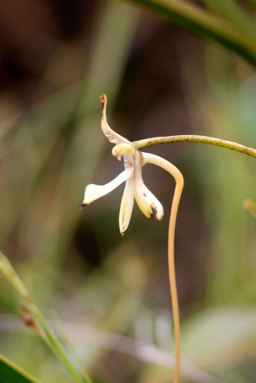 Jumellea