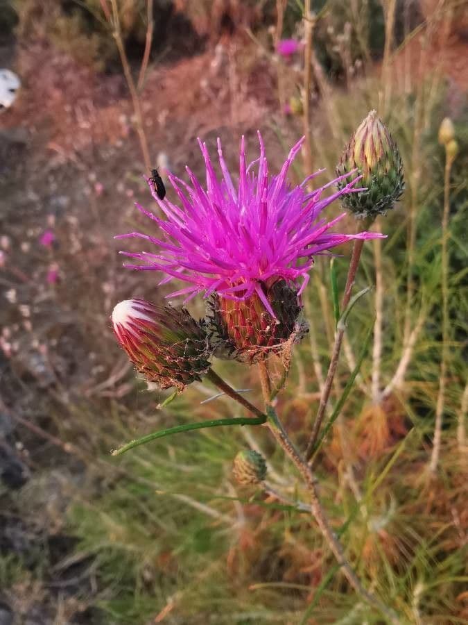 Ptilostemon chamaepeuce 10