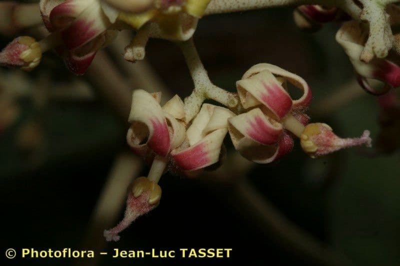 Chinesischer Flaschenbaum 7