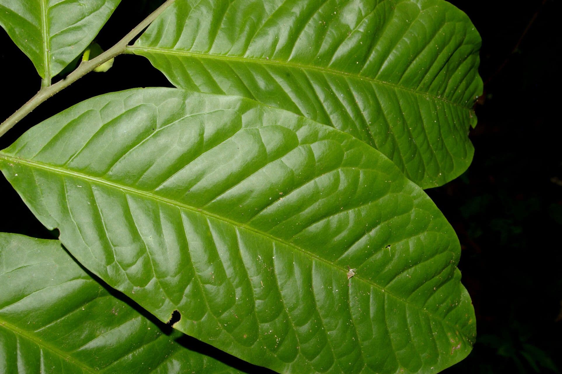 Cymbopetalum 2