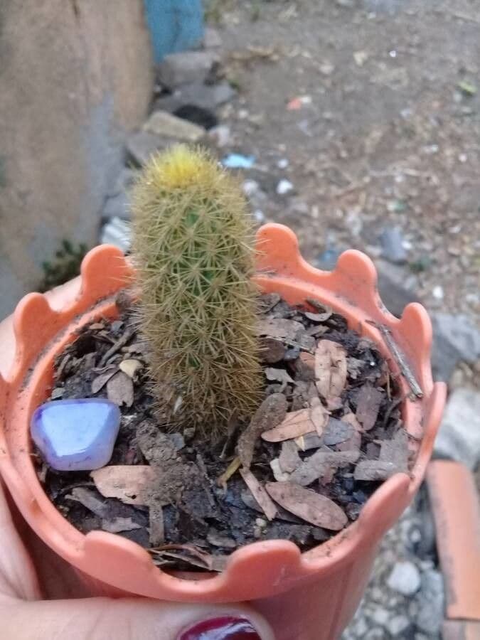Echinocereus 19