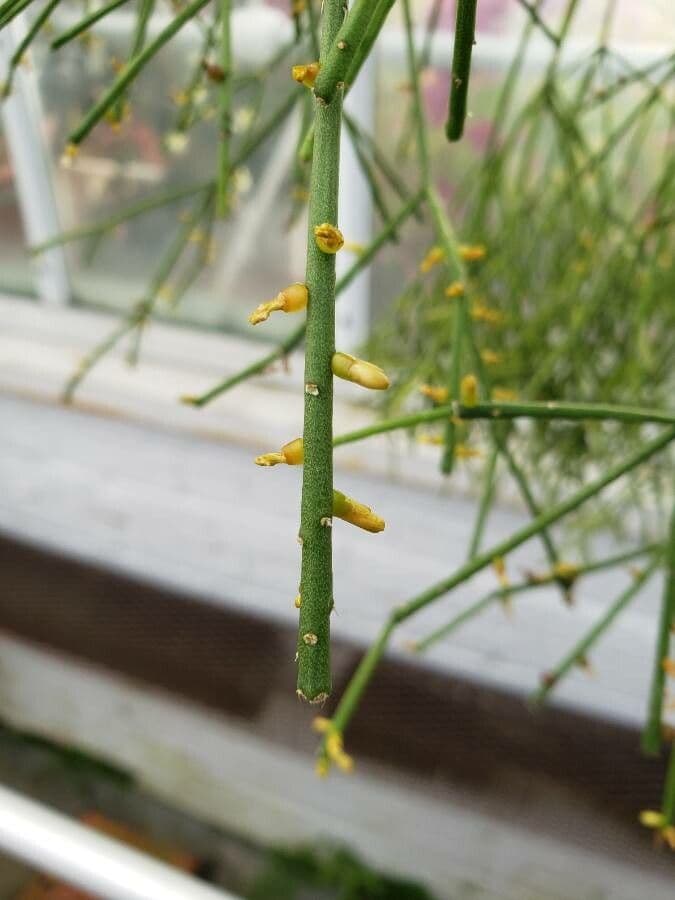 Rhipsalis 2