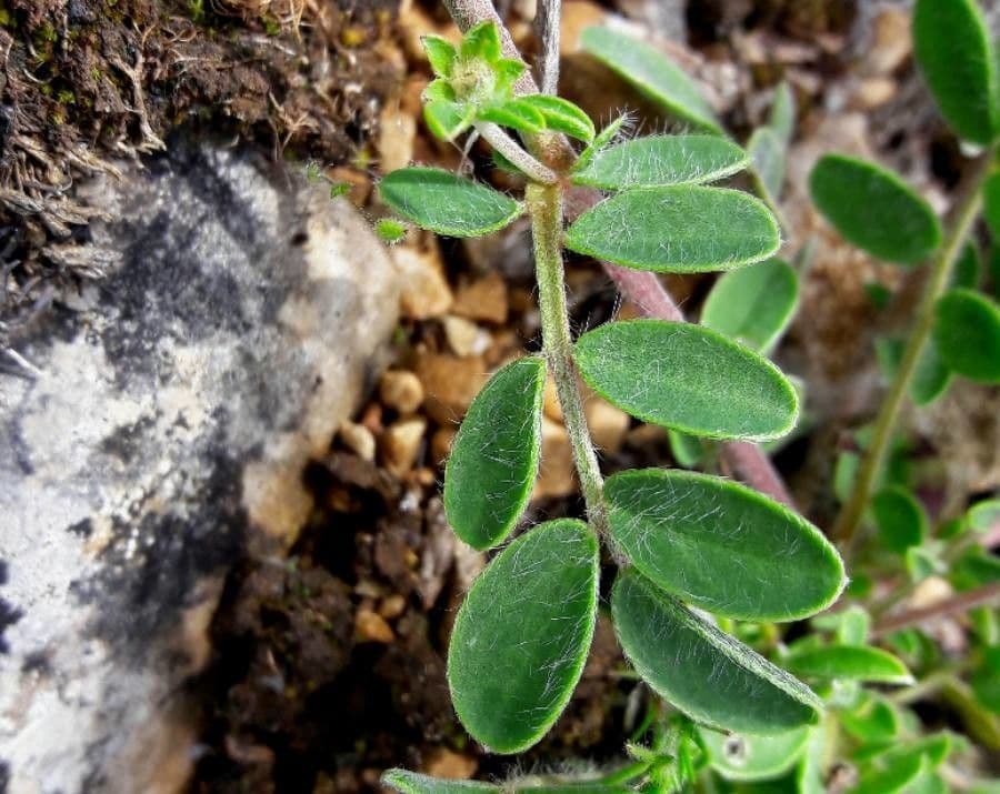Vulneraria 19