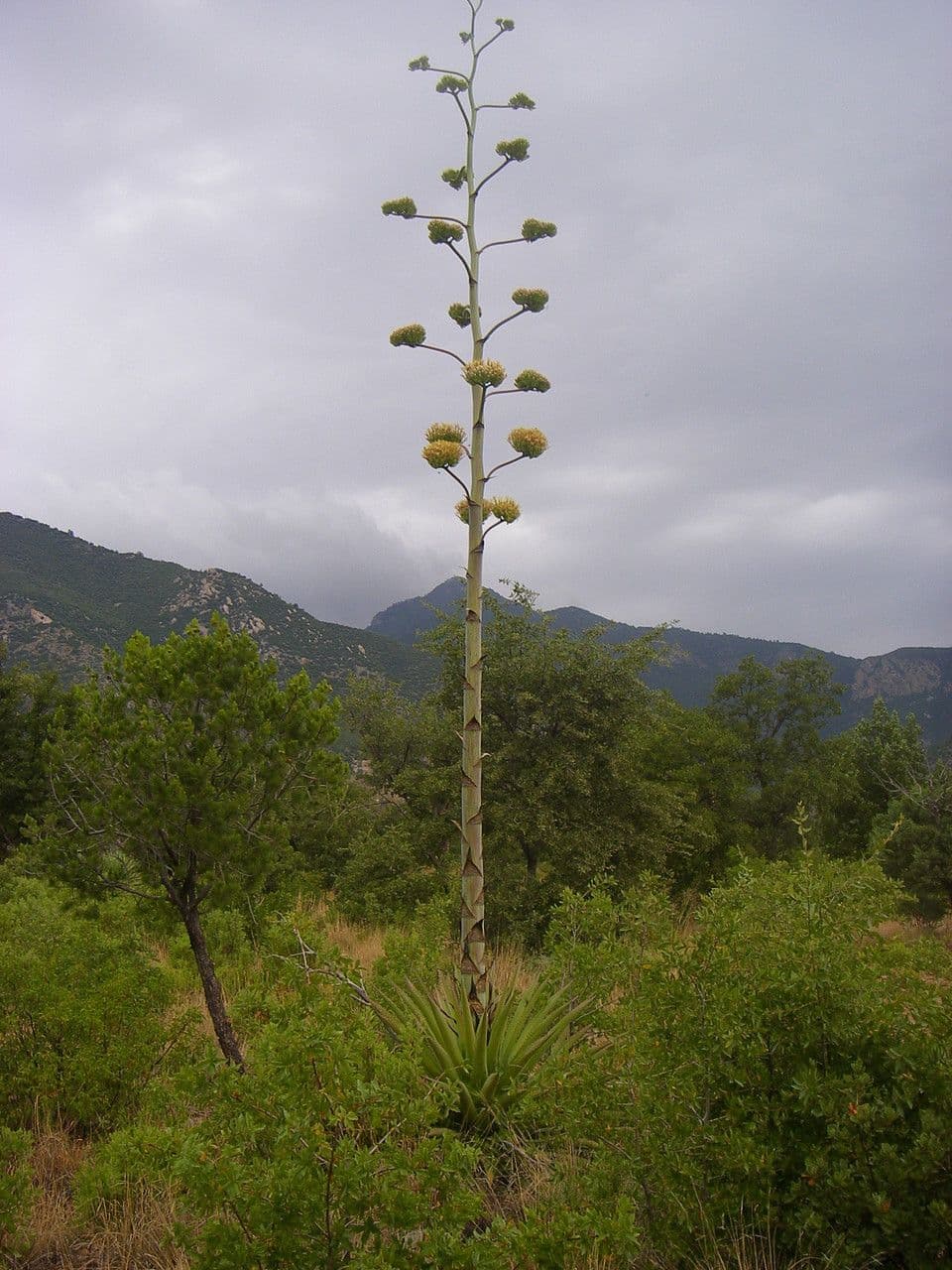 Agave 3