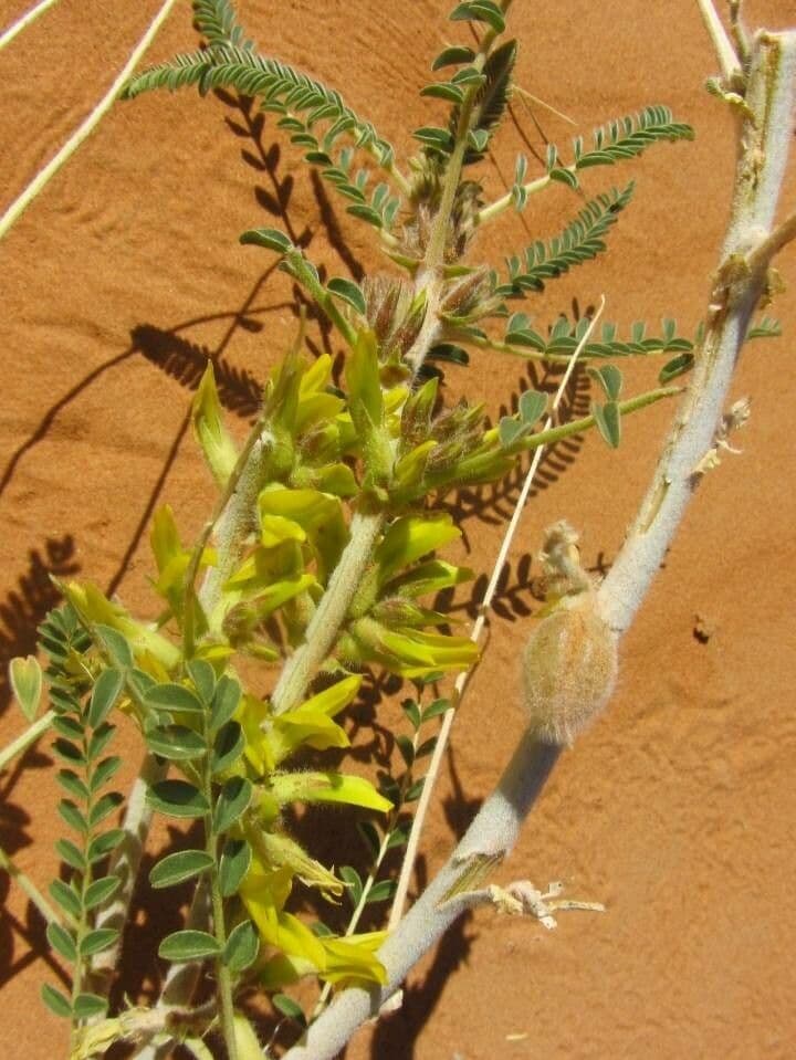 Astragalo 3