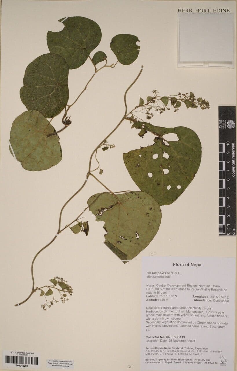 Cissampelos pareira 21