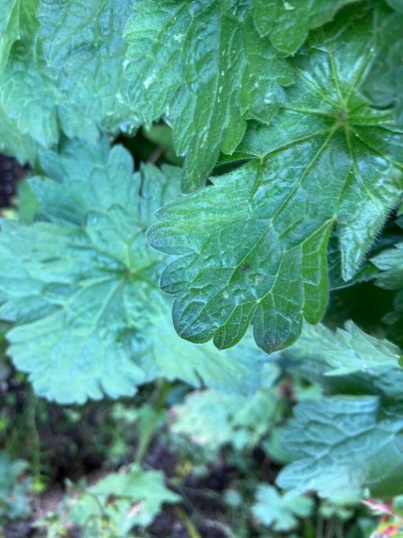 Géranium à larges pétales 2