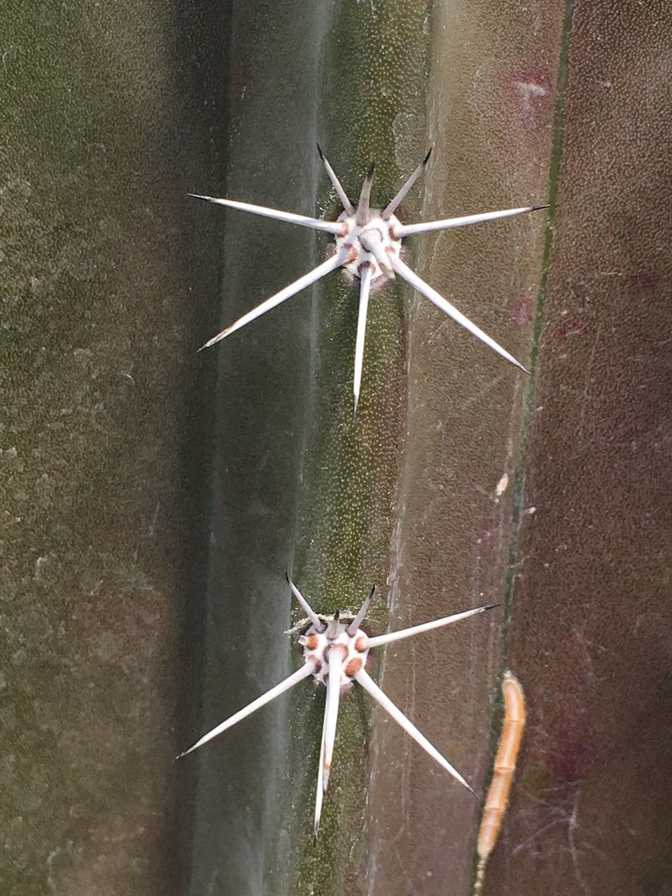 Stenocereus 16