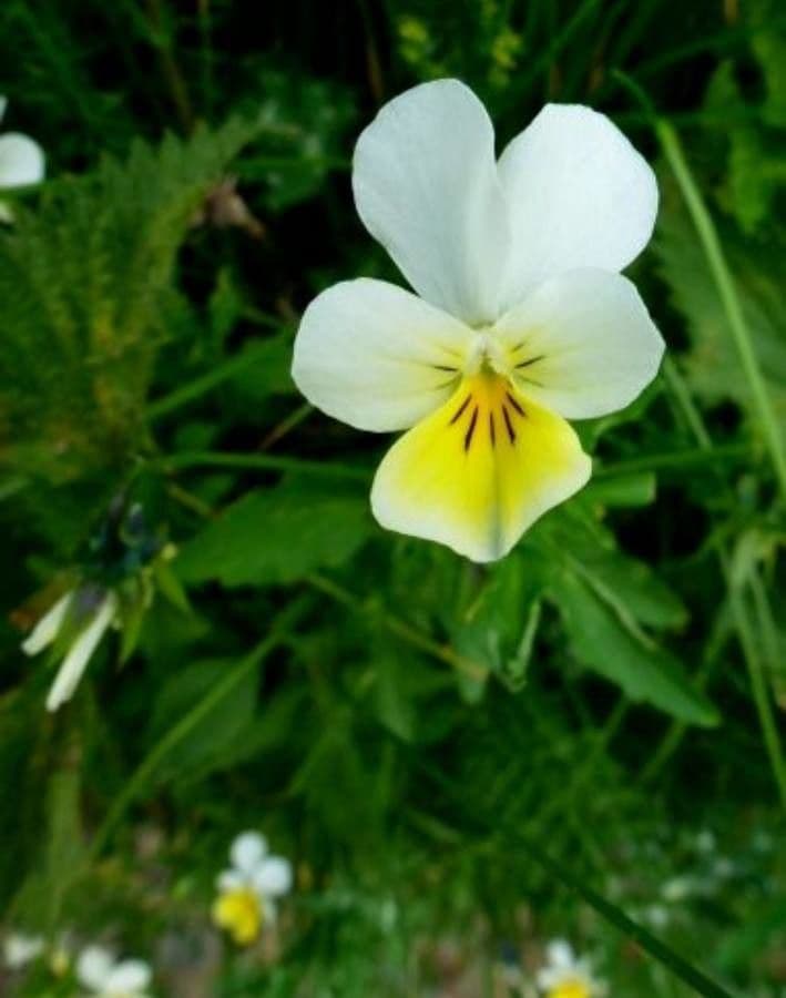 Wildes Stiefmütterchen 7