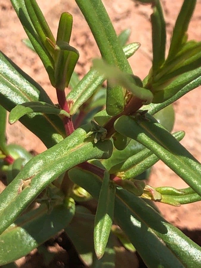 Ammannia 15