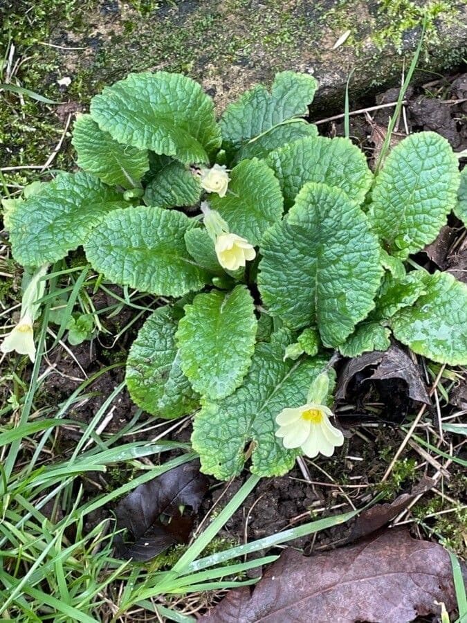 Primula comune 14