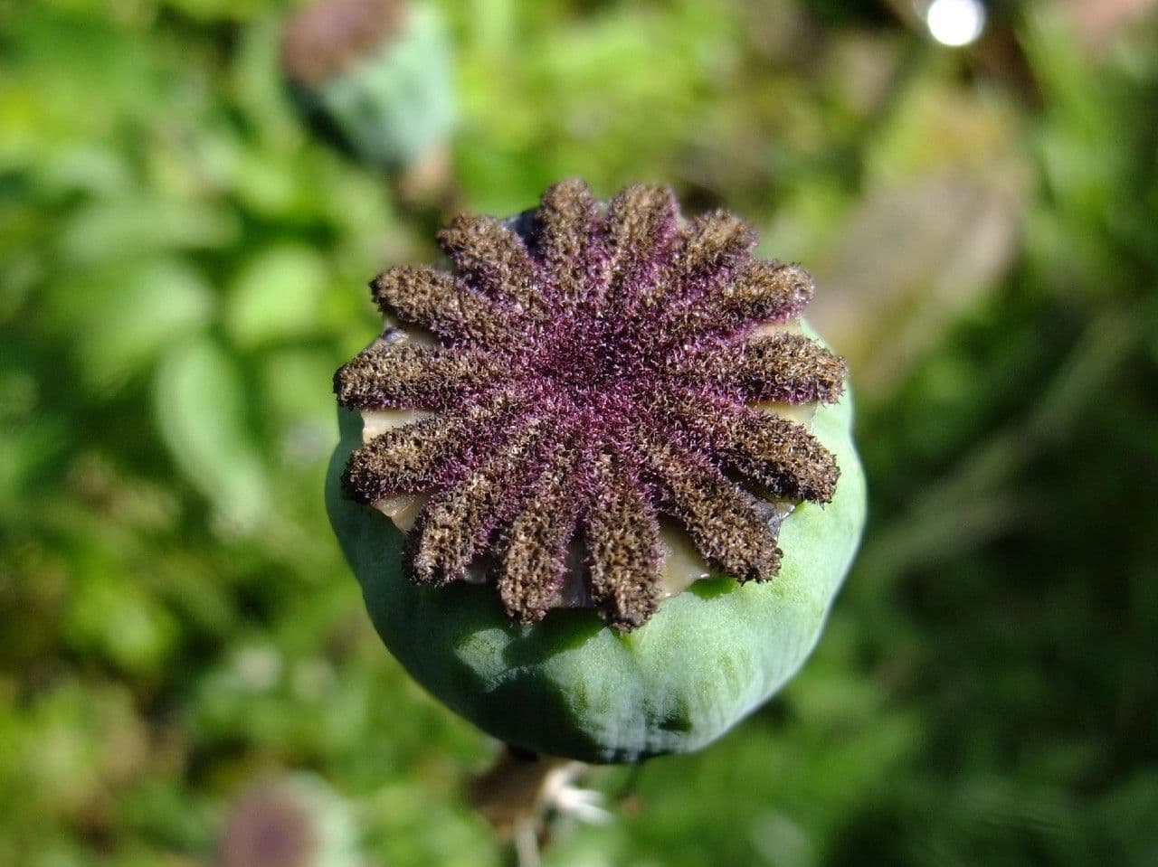 Orientalischer Schlafmohn 2