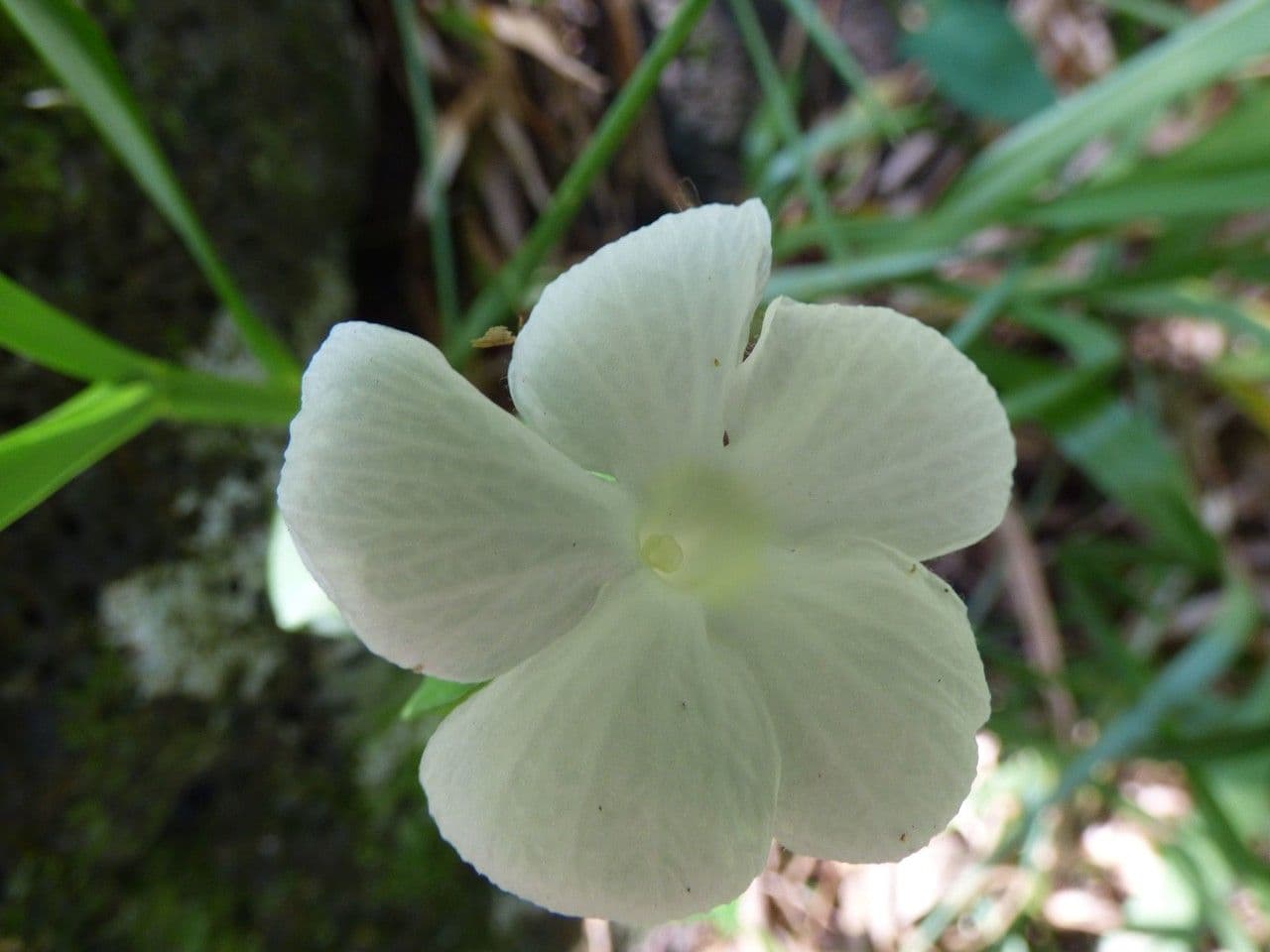 Thunbergia 3