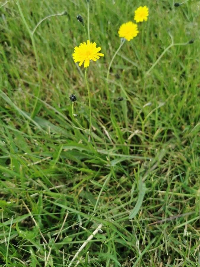 Radicchiella autunnale 13