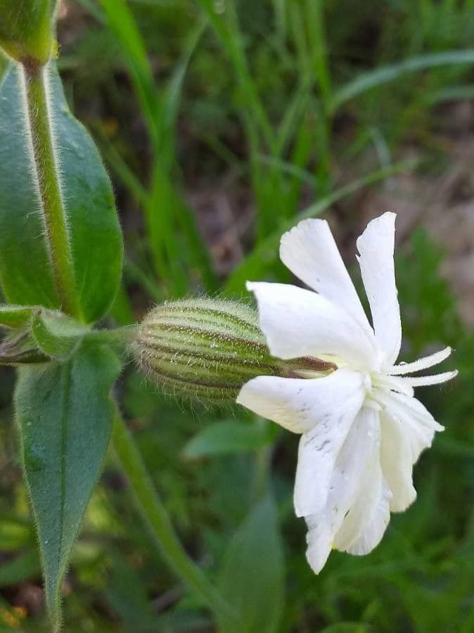Silene bianca 9