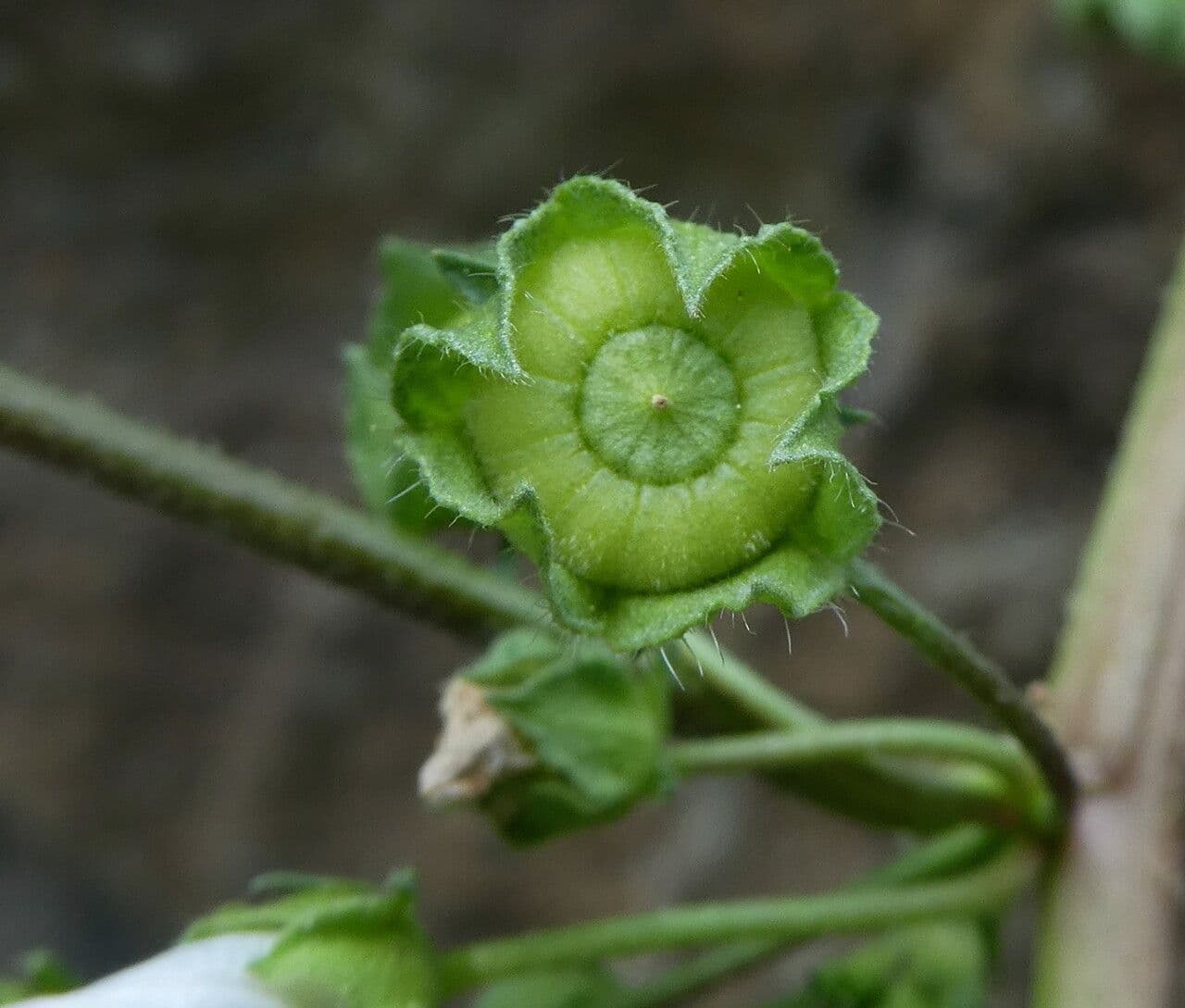 Malva domestica 4