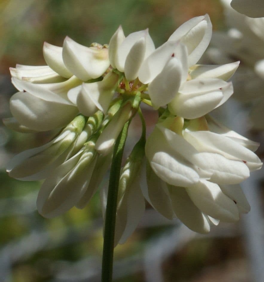 Korunka 3