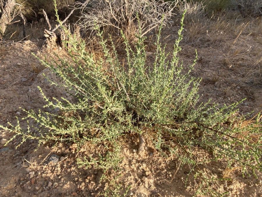 Salsola oppositifolia 13