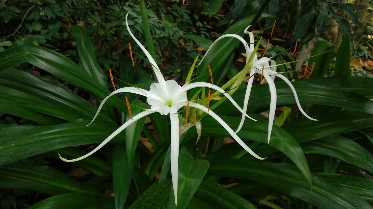 Hymenocallis