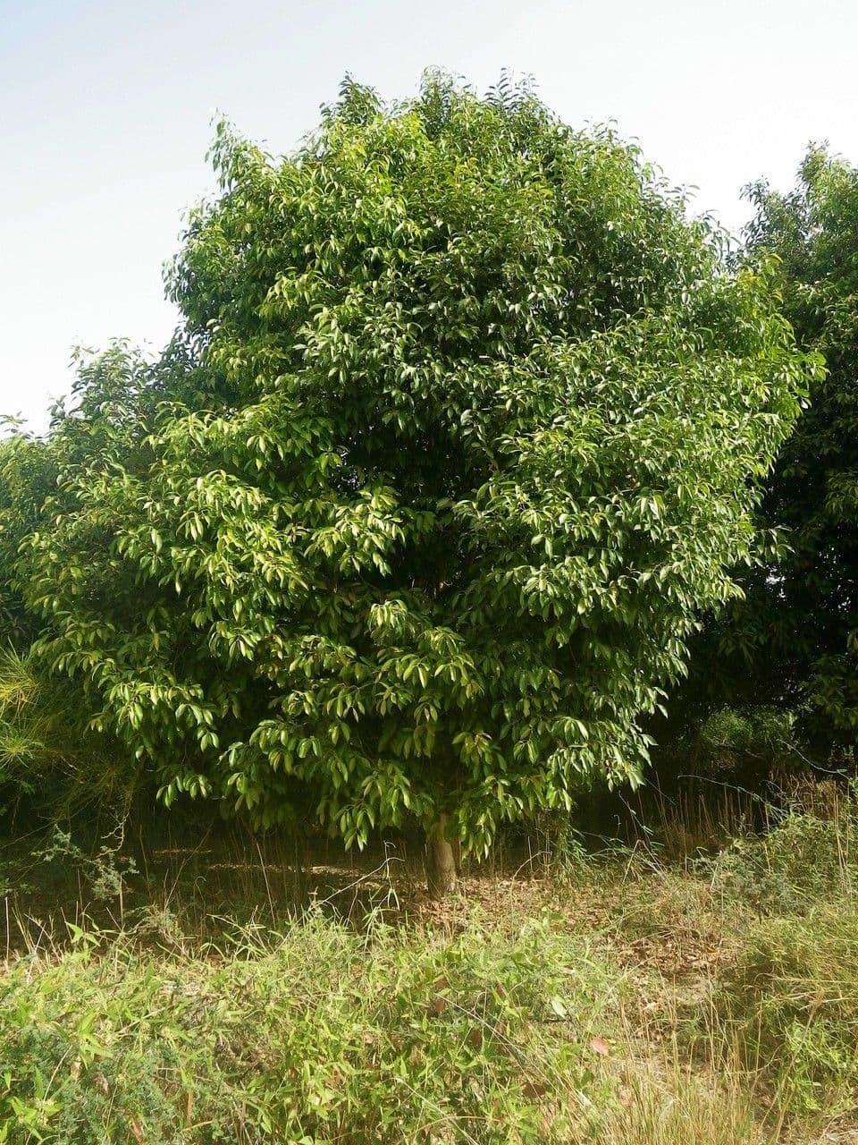 Syzygium guineense 9